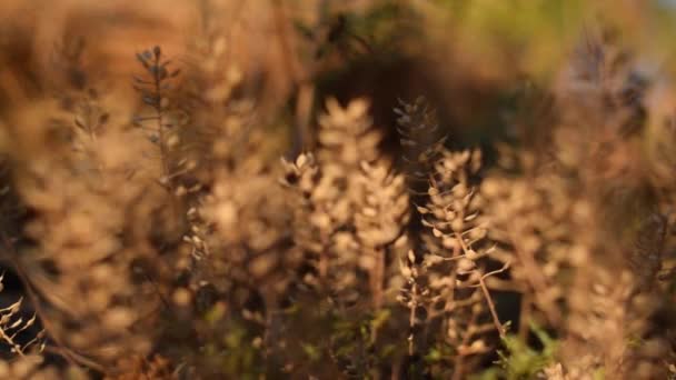 Sonbahar Sezonu Gün Batımında Altın Renkli Bitkiler — Stok video