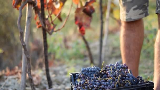 Recoger Uvas Viñedo Trabajo Estacional Agricultura — Vídeos de Stock