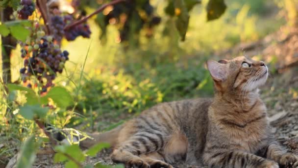 Gato Doméstico Descansando Prado Relajándose Concepto Naturaleza — Vídeos de Stock