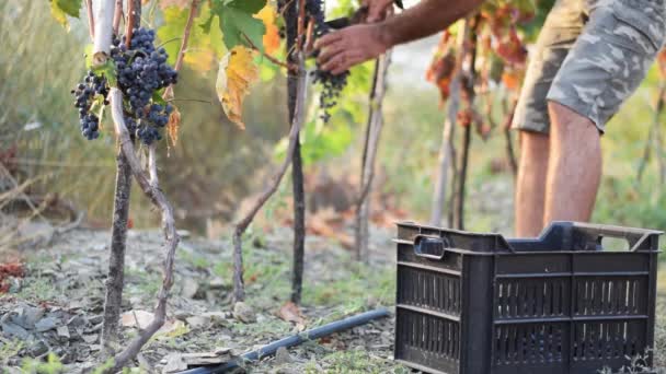 黒ブドウの収穫 収穫の概念 ブドウ栽培 健康的な有機成分 — ストック動画