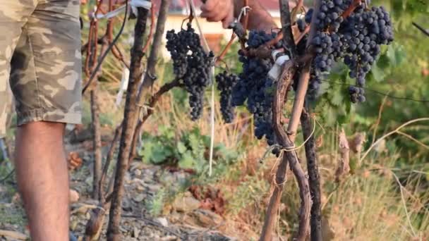 Ernte Schwarzer Trauben Erntekonzept Weinbau Gesunde Biologische Zutaten — Stockvideo