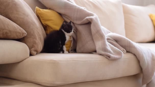 Piccolo Gattino Giocare Con Corda Coperta — Video Stock