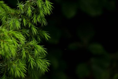 Koyu yeşil yapraklı arka plan, bokeh arka plan, yeni düz zemin. Düz zemin üzerinde yatıyordu. Doğa konsepti