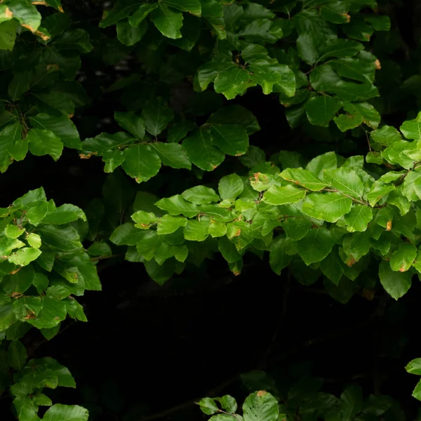 Hintergrund Mit Dunkelgrünen Blättern Mit Bokeh Hintergrund Frischer Flacher Hintergrund — Stockfoto