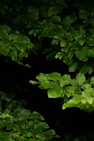 Фон Темно Зеленим Листям Фоном Боке Свіжим Пласким Тлом Плоский — стокове фото