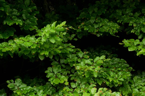 Hintergrund Mit Dunkelgrünen Blättern Mit Bokeh Hintergrund Frischer Flacher Hintergrund — Stockfoto