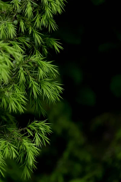 Fundo Com Folhas Verdes Escuras Com Fundo Bokeh Fundo Plano — Fotografia de Stock