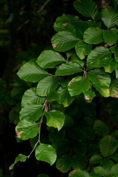 Hintergrund Mit Dunkelgrünen Blättern Mit Bokeh Hintergrund Frischer Flacher Hintergrund — Stockfoto