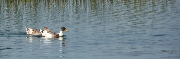 Two Ducks Swimming Together Stream — Stock Photo, Image