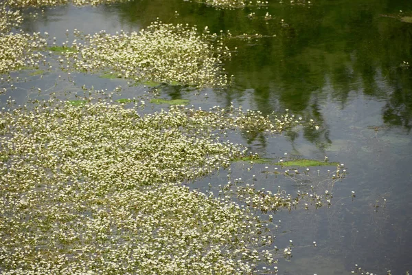 Arnavut doğasının sakin doğa manzarası
