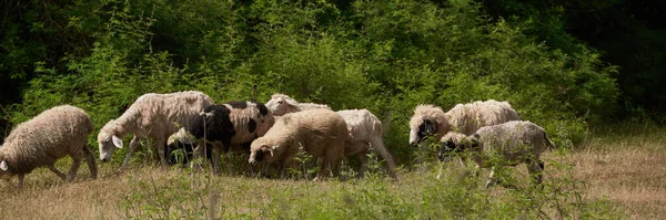 Bedava koyun doğada otlar, tarım kavramı