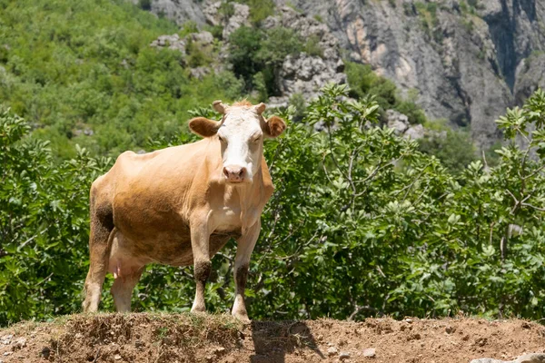 Vista Perto Vaca Doméstica Pastando Livre Montanha — Fotografia de Stock