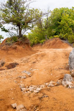 Tepedeki yalnız ağaç, kırsal alan. Arnavut doğası