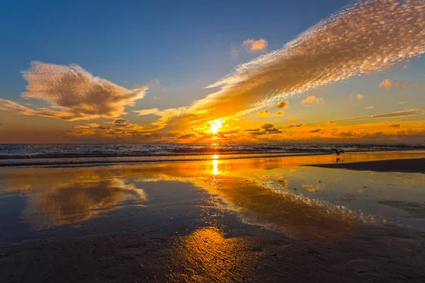 Hermosa puesta de sol de playa con una gaviota — Foto de Stock