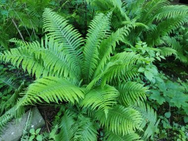 Bahçede büyük bir eğrelti otu yetişiyor.