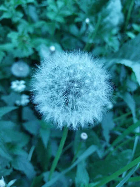 One dandelion macro on the green field background — Stock Photo, Image