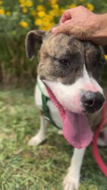 Bu arkadaş canlısı köpek barınakta evlat edinilmeyi beklerken oyun ve şefkatin tadını çıkarıyor. Bugün bu mutlu köpeğe sonsuz bir yuva ver..