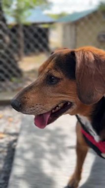 Barınaktaki bu oyuncu köpek sonsuza dek kalacak bir yer arıyor. Arkadaş canlısı bir kişiliği ve oyun zamanı sevgisiyle yeni bir aileye neşe getirmeyi umuyor..