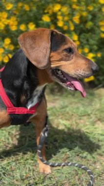 Barınaktaki bu mutlu ve oyuncu köpek evlat edinilmeye hazır. Neşeli bir tavırla, yakında sevgi dolu bir yuva bulmayı umuyor..