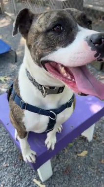 Barınaktaki arkadaş canlısı ve oyuncu bir köpek sevgi dolu bir aileyi hevesle bekliyor. Bu kısırlaştırılmış ve kısırlaştırılmış köpek, arkadaşlık ve eğlence için hazır..