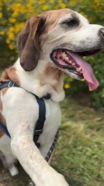 Bu oyuncu köpek mutlu bir şekilde barınakta yeni bir ev bekliyor. Dost canlısı ve yoldaşlığa hazır olan bu köpek sevgi ve yeni bir aile arıyor..