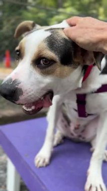 Dost canlısı ve oyuncu köpek evlat edinilmek için bir barınakta bekliyor. Bu mutlu köpek dikkat çekiyor ve yeni bir aileye neşe getirmeye hazır. Kazıklanmış ve sevilen.