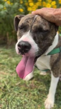 Barınaktaki mutlu ve oyuncu bir köpek yeni bir ev beklerken dost canlısı doğasını gösteriyor. Bu tatlı köpek arkadaşlığa ve aşka hazır..