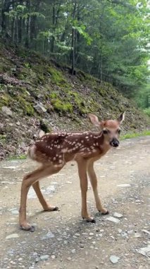 Yavru geyikler ağaçlar ve doğa ile çevrili sakin bir yolu keşfeder. Sevimli hareketlerini ve masumiyetlerini sergilerler..