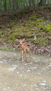 İki sevimli geyik yavrusu, yemyeşil yemyeşil ve huzurlu bir çevreyle çevrili sessiz bir yolda gayretle yürüyor..