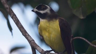 Kiskadee sinekkapanı, Nikaragua 'da bir gölün kenarındaki bir dala tünemiş, çarpıcı sarı ve kahverengi tüylerini sergilerken anın tadını çıkarıyor..