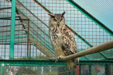 Görkemli bir kartal baykuşunun yakın plan fotoğrafı bir metal ve örgü kuşağının içindeki ahşap bir dalda oturuyor. Turuncu gözlere çarpan kuşlar, tüy yumakları ve desenli tüyler çevrenin geometrik çizgilerine karşı durarak yaban hayatını ön plana çıkarıyor.