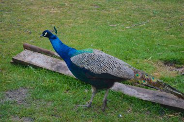 Güzel bir Hintli erkek Peafowl 'un (Pavo cristatus) çimenli bir arazide yürüyüşünün yan görüntüsü. Kuş, canlı mavi tüylerini ve arkasında uzun, desenli trenini sergiliyor. Doğal hareketlere ve vahşi yaşam güzelliğine odaklan.