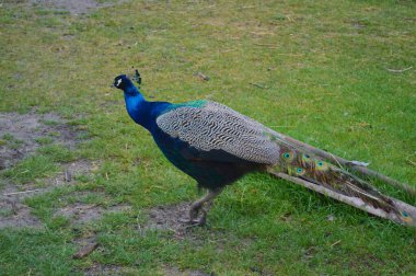 Güzel bir Hintli erkek Peafowl 'un (Pavo cristatus) çimenli bir arazide yürüyüşünün yan görüntüsü. Kuş, canlı mavi tüylerini ve arkasında uzun, desenli trenini sergiliyor. Doğal hareketlere ve vahşi yaşam güzelliğine odaklan.