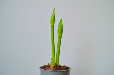 Kapalı tomurcuklarla kaplı iki uzun, parlak yeşil çiçek sapı ve üste daha küçük bir filizle ortaya çıkan bir amarillin minimalist fotoğrafı. Temiz ışık arkaplanı ve canlı kökleri, amilis 'in erken büyüme aşamasındaki sembolünü vurguluyor.