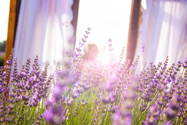 落日时薰衣草丛生 夕阳西下 淡紫色的薰衣草花朵上闪烁着光芒 法国普罗旺斯地区 — 图库照片