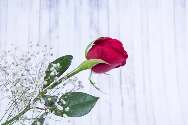 Rose Flower White Blured Wooden Background — Stock Photo, Image