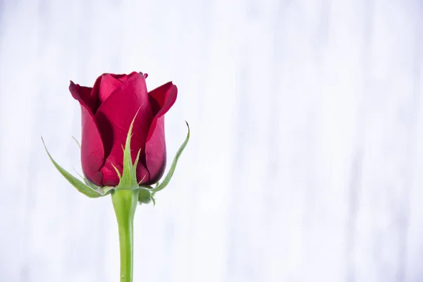 Rose Flower Wooden Background — Stock Photo, Image