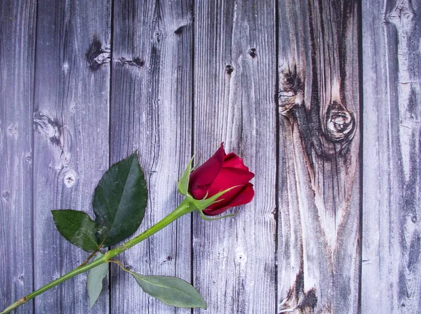 Rose Flower Wooden Background — Stock Photo, Image