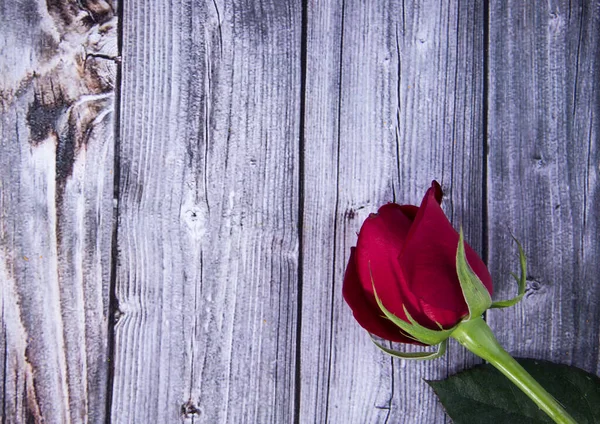 Rose Flower Wooden Background — Stock Photo, Image