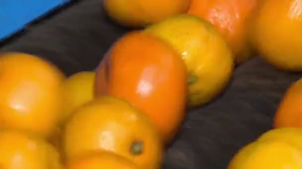 Mandarinas en refinería — Vídeo de stock
