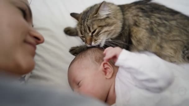 Katten slickar barnet som ligger på sängen med sin mamma. Husdjur och barn. Mycket mild katt — Stockvideo