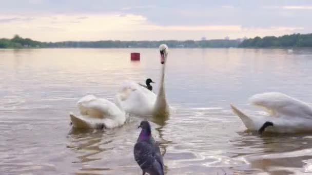 Karmienie łabędzi w stawie. Silny wiatr rozwija włosy — Wideo stockowe