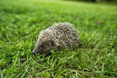 Yeşil çimlerde Kirpi 'ye yaklaş.. 