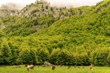 Yoğun orman ve kayalık dağ uçurumlarıyla çevrili yemyeşil çayırlarda otlayan inek sürüleri kısmen sisle kaplı. Huzurlu kırsal tarım ve el değmemiş dağ doğasını gösteren manzaralı bir arazi..