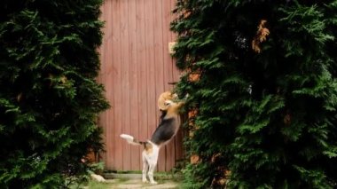 Şirin köpek köpeği sahibinin yürüyüşe çıkmasını bekliyor.