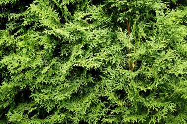 Thuja parlak doymuş yeşil doku. Dallar yakın çekim.