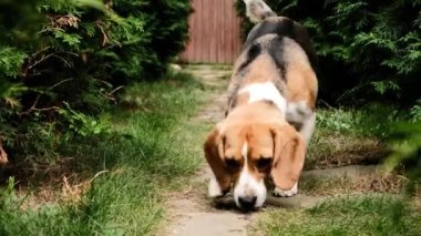 Tatlı köpek av köpeği kameraya geliyor, biraz köpek maması almak için, yemek yemek için.