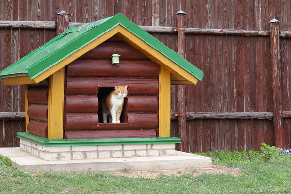 Cat looks out of doghouse.