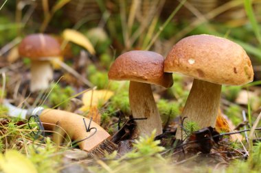 Bir ormanda büyüyen beyaz mantar.