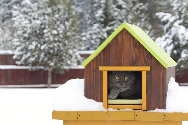 一只披着围巾的灰猫正坐在木制的宠物房子里 背景是冬季的风景 — 图库照片